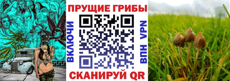 Галлюциногенные грибы мухоморы Курчатов